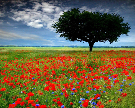 LONE TREE - poppies, nature, tree, green