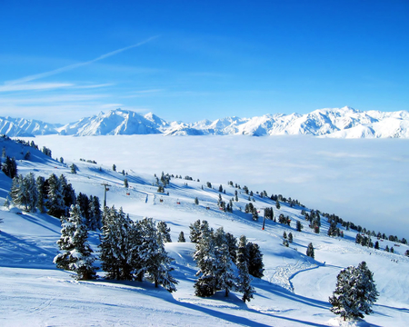 WINTER - white, winter, nature, trees