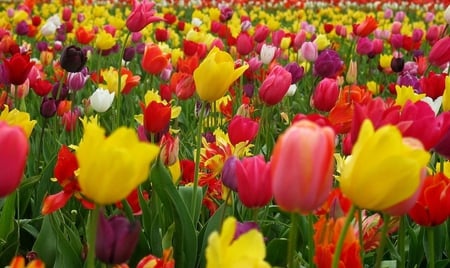 Tulips - tulip, field, flower, spring