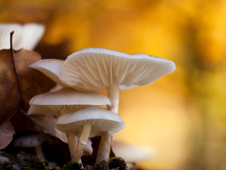 Mushrooms - mushrooms, white, picture, cool