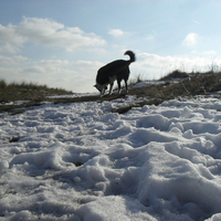 Februarys Dogcold