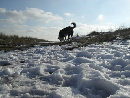 Februarys Dogcold - dog, snow, grass dunes, sent