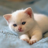 Cute Kitten