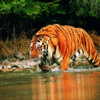 Hunting tiger