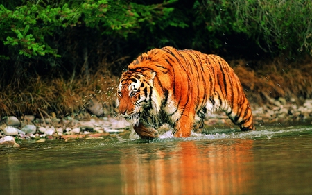 Hunting tiger - wallpaper, hunting tiger, animals, big cat