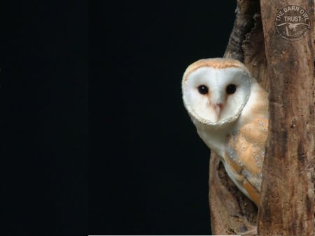 This Wallpaper is Dedicated To Rozo - tree, animal, owl, happy