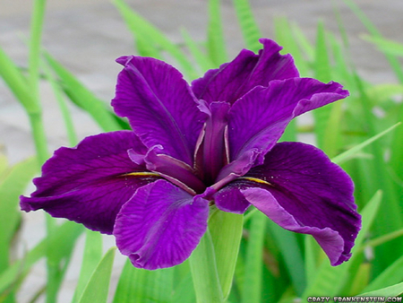 for you pps fanatic  from kate - gorgeous, purple, beautiful, shade, flower