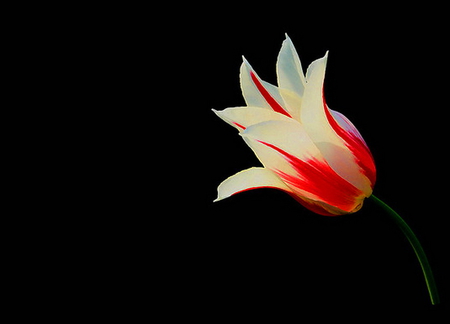 Tulip on black - white, black background, red, flower, light, tulip