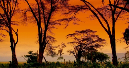 Africa - beauty, tree, landscape, africa