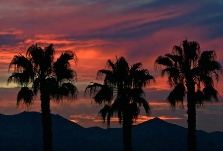 Sunset - arizona, sunset, landscape, palm tree