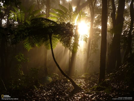 sunlit - trees, forest, rays, sun