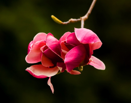 For Hope - Pink perfection - flowers, black, green, two, pink