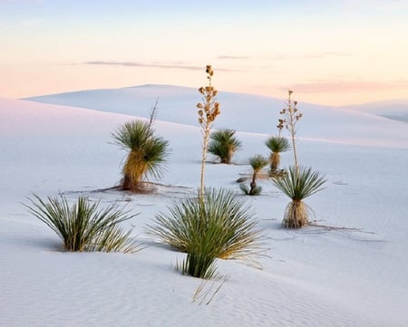 White Sands - weeds, white, sand, sky