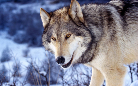 Wolf - animal, wolf, snow, wild