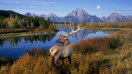 Magic nature - river, animal, nature, deer, tree