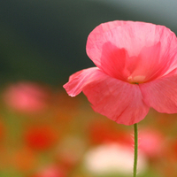 Beautiful Pink Poppy