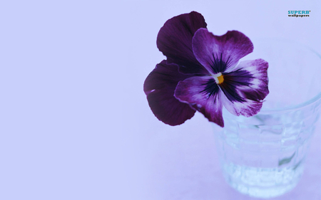 Pansy - pansy, nature, purple, water, violet, flower