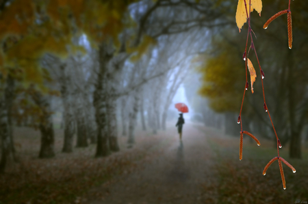 Stopping by the Woods on a Rainy Evening.... - woman, girl, trees, stopping, woods, rain, umbrella, hazy