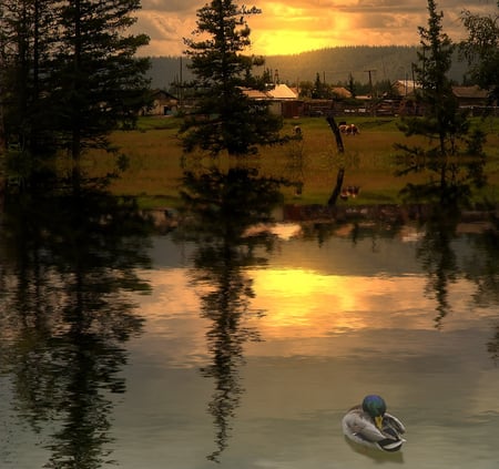 Picturesque Evening - lake, farm, sky, duck, trees, sunset, picturesque, cows, evening, reflection, charming, house