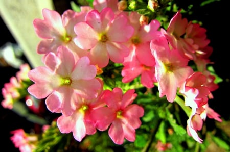 Gentle flowers - flowers, lovely, gentle, pretty