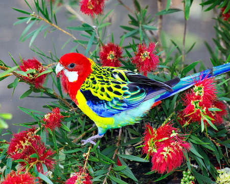 Callistemon Caper. - colorful, cute, pretty, lovely