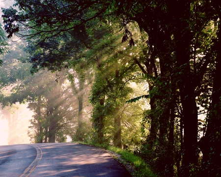 Glory Road - nice, trees, pretty, lovely, road