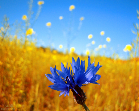 Summerfield - pretty, blue, summer, lovely, flower