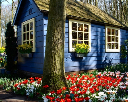 More Garden Colors - nice, pretty, flowers, house, lovely