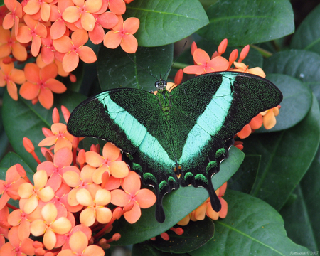 butterfly - pretty, butterfly, nice, lovely