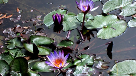 Lotus - lotus, lotus leaves, pond, bright