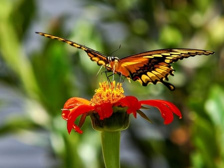 Butterfly on Flower - beautiful, on flower, butterfly, picture