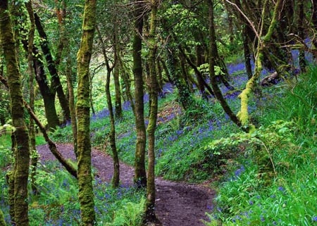 bluebell forest - flowers, path, bluebells, nature, blue, spring, forest