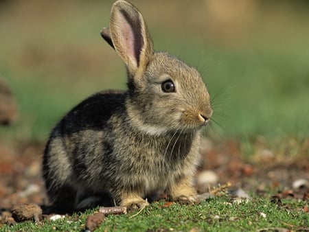 Bunny Rabbit - rabbit, animal, animals, meadow, rabbits, fur, european, bunny