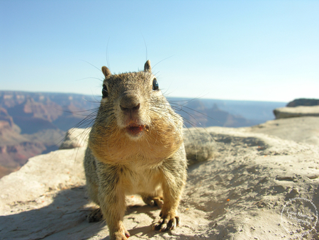 You're Here! - arizona, rock, squirrel, canyon