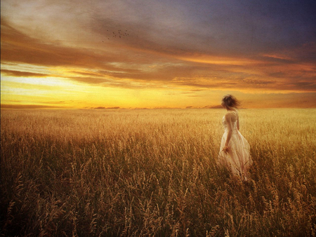 The Golden field - field, golden, sunset, girl