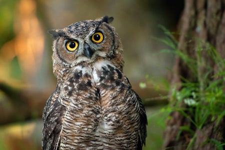 Owl - feathers, tree, owl, bird