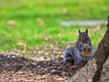 Squirrel - animal, nature, art, grass