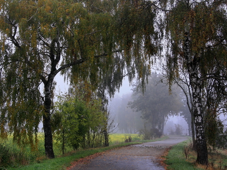 Mist - path, landscape, tree, nature, mist