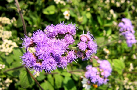 Purple flowers - flowers, lovely, purple, pretty