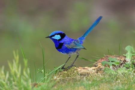 Beautiful Blue Wren - bird, splendid, blue, small, wren