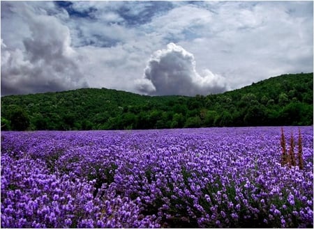 Lavender Day - morning, fields, sky, trees, clouds, green, flowers, lavender