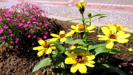 Roadside flowers - flowers, lovely, roadside, bright