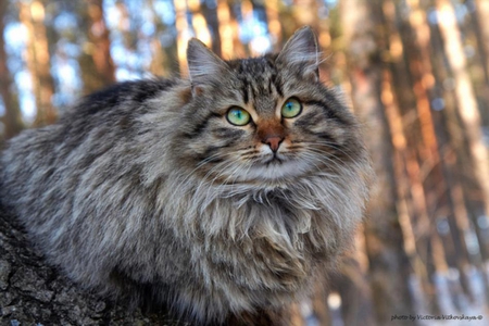 cat - beauty, nice, animal, cat