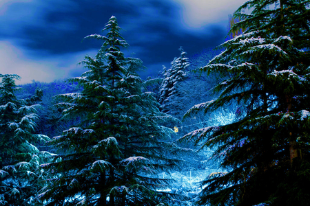 Glowing Forest - glow, trees, nature, blue, forest