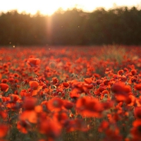 Poppy Field.