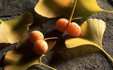 Leaves & Fruit. - ground, fruit, orange, leaves