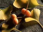 Leaves & Fruit.