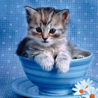 cute kitty