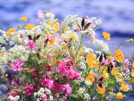 Summertime Flowers - sky, field flowers, water, white, lanscapes, yellow, clouds, green, pond, butterflies, fields, lake, summer, nature, pink, blue, flowers