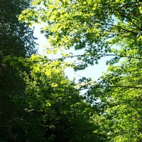 Vine Maple in Spring